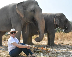 Elephant Jungle Sanctuary excursion in Pattaya Thailand - photo 746