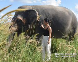 Elephant Jungle Sanctuary excursion in Pattaya Thailand - photo 61