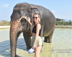 Elephant Jungle Sanctuary excursion in Pattaya Thailand - photo 808