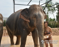 Elephant Jungle Sanctuary excursion in Pattaya Thailand - photo 725