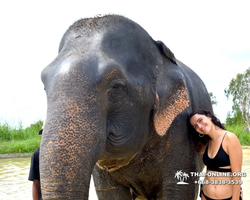 Elephant Jungle Sanctuary excursion in Pattaya Thailand - photo 819