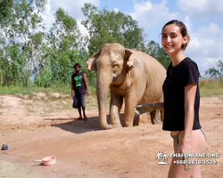 Elephant Jungle Sanctuary excursion in Pattaya Thailand - photo 855