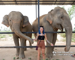 Elephant Jungle Sanctuary excursion in Pattaya Thailand - photo 730