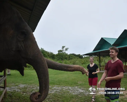 Elephant Jungle Sanctuary excursion in Pattaya Thailand - photo 1106