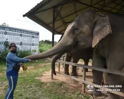 Elephant Jungle Sanctuary excursion in Pattaya Thailand - photo 653