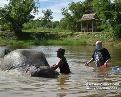 Elephant Jungle Sanctuary excursion in Pattaya Thailand - photo 263