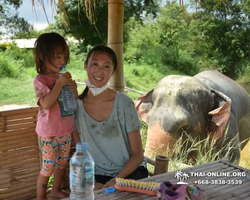 Elephant Jungle Sanctuary excursion in Pattaya Thailand - photo 553