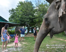 Elephant Jungle Sanctuary excursion in Pattaya Thailand - photo 205