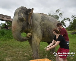 Elephant Jungle Sanctuary excursion in Pattaya Thailand - photo 834