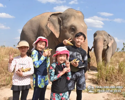 Elephant Jungle Sanctuary excursion in Pattaya Thailand - photo 380