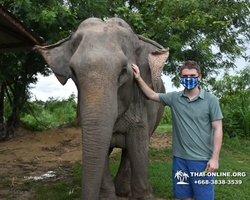 Elephant Jungle Sanctuary excursion in Pattaya Thailand - photo 367