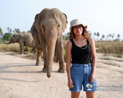 Elephant Jungle Sanctuary excursion in Pattaya Thailand - photo 771