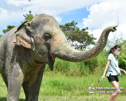 Elephant Jungle Sanctuary excursion in Pattaya Thailand - photo 493