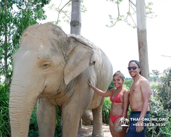 Elephant Jungle Sanctuary excursion in Pattaya Thailand - photo 360