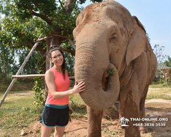 Elephant Jungle Sanctuary excursion in Pattaya Thailand - photo 106