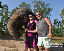 Elephant Jungle Sanctuary excursion in Pattaya Thailand - photo 217