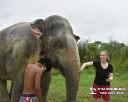 Elephant Jungle Sanctuary excursion in Pattaya Thailand - photo 1073