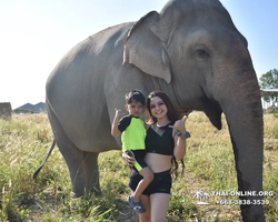 Elephant Jungle Sanctuary excursion in Pattaya Thailand - photo 482