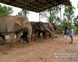 Elephant Jungle Sanctuary excursion in Pattaya Thailand - photo 190