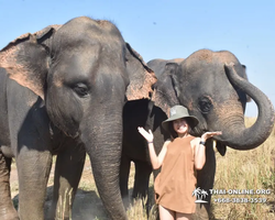 Elephant Jungle Sanctuary excursion in Pattaya Thailand - photo 577