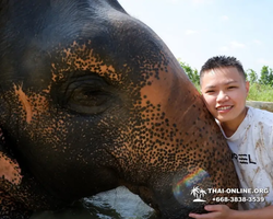 Elephant Jungle Sanctuary excursion in Pattaya Thailand - photo 964