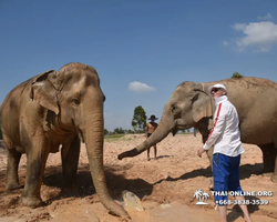 Elephant Jungle Sanctuary excursion in Pattaya Thailand - photo 1069