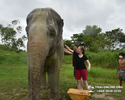 Elephant Jungle Sanctuary excursion in Pattaya Thailand - photo 890