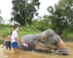 Elephant Jungle Sanctuary excursion in Pattaya Thailand - photo 222