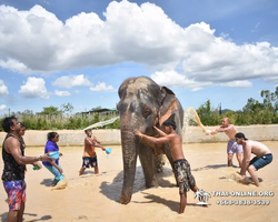 Elephant Jungle Sanctuary excursion in Pattaya Thailand - photo 888