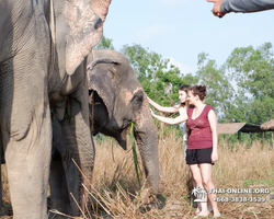 Elephant Jungle Sanctuary excursion in Pattaya Thailand - photo 129