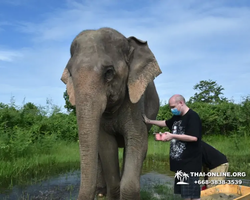 Elephant Jungle Sanctuary excursion in Pattaya Thailand - photo 1013