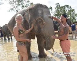 Elephant Jungle Sanctuary excursion in Pattaya Thailand - photo 658