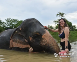 Elephant Jungle Sanctuary excursion in Pattaya Thailand - photo 1051