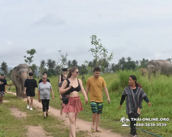 Elephant Jungle Sanctuary excursion in Pattaya Thailand - photo 954