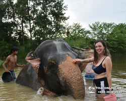 Elephant Jungle Sanctuary excursion in Pattaya Thailand - photo 374