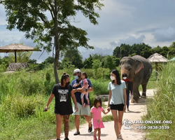 Elephant Jungle Sanctuary excursion in Pattaya Thailand - photo 108