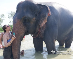 Elephant Jungle Sanctuary excursion in Pattaya Thailand - photo 963