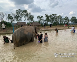 Elephant Jungle Sanctuary excursion in Pattaya Thailand - photo 304