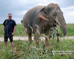 Elephant Jungle Sanctuary excursion in Pattaya Thailand - photo 369