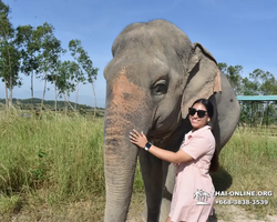 Elephant Jungle Sanctuary excursion in Pattaya Thailand - photo 142