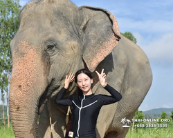 Elephant Jungle Sanctuary excursion in Pattaya Thailand - photo 476