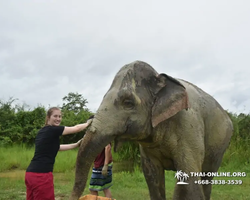 Elephant Jungle Sanctuary excursion in Pattaya Thailand - photo 1110