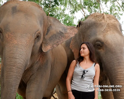 Elephant Jungle Sanctuary excursion in Pattaya Thailand - photo 566