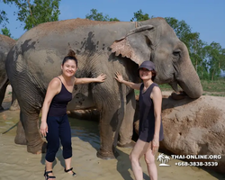 Elephant Jungle Sanctuary excursion in Pattaya Thailand - photo 622