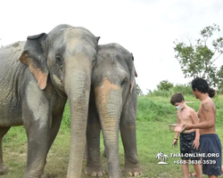 Elephant Jungle Sanctuary excursion in Pattaya Thailand - photo 751