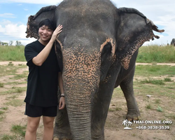 Elephant Jungle Sanctuary excursion in Pattaya Thailand - photo 685