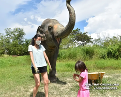 Elephant Jungle Sanctuary excursion in Pattaya Thailand - photo 306