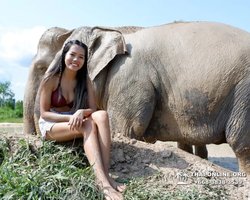 Elephant Jungle Sanctuary excursion in Pattaya Thailand - photo 132