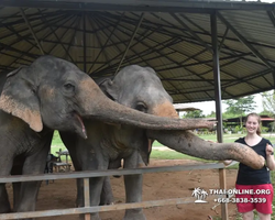 Elephant Jungle Sanctuary excursion in Pattaya Thailand - photo 901