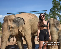 Elephant Jungle Sanctuary excursion in Pattaya Thailand - photo 400